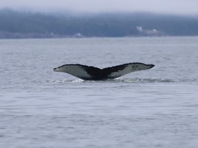Whale watching on the Bay of Fundy with Island Quest Marine. Catch the distinctive tails of the humpbacks as they surface.